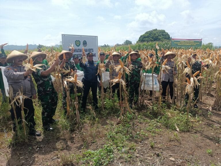 Kodim 0610/Sumedang Laksanakan Giat Panen Jagung Hibrida