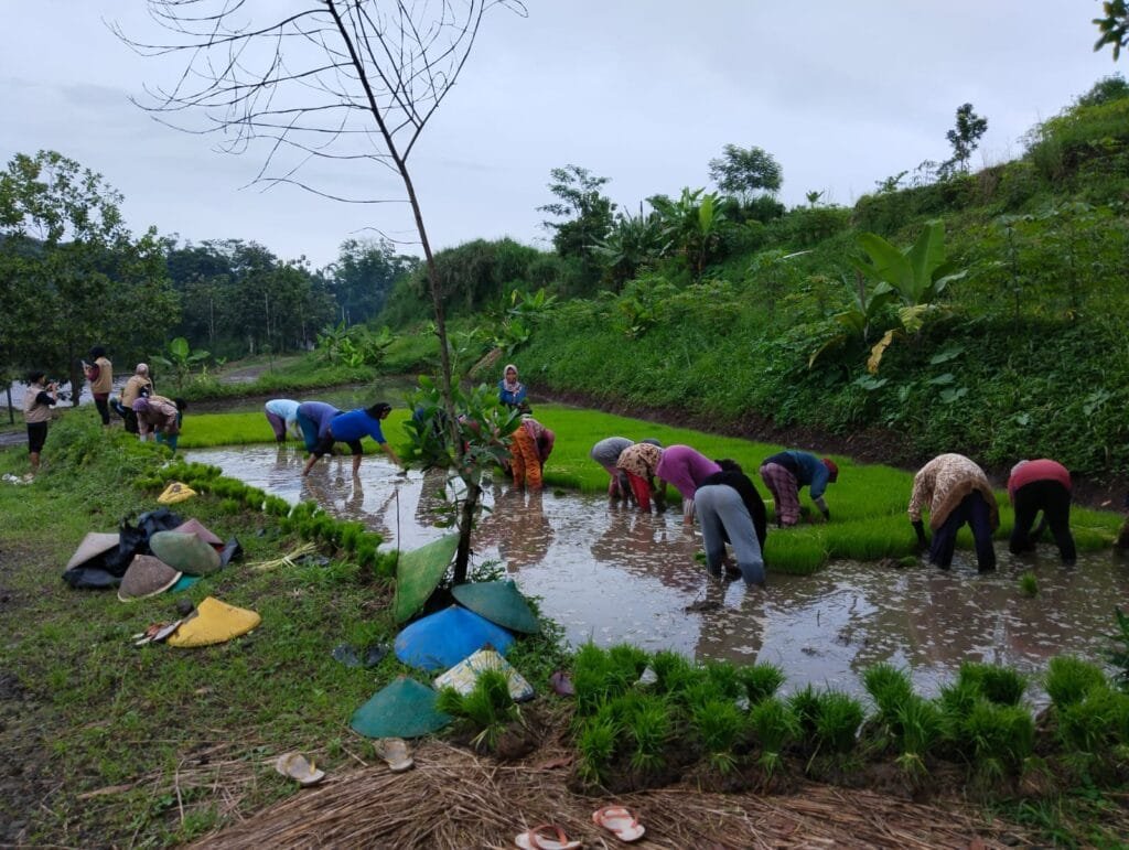 Babinsa Koramil 1007/Conggeang, Kodim 0610/Sumedang Bersama Penyuluh Desa Laksanakan Tanam Padi