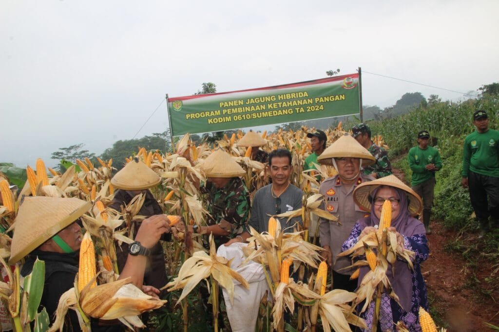 Panen Jagung Hibrida Program Pembinaan Ketahanan Pangan TA 2024.