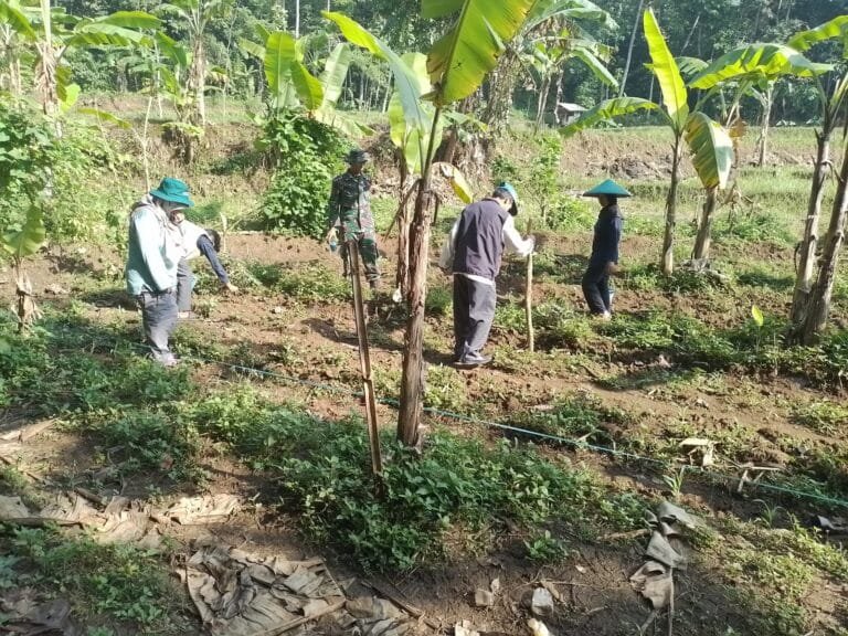 Babinsa Desa Paseh Kidul Bersama Anggota Kelompok Tani Senja Mekar 2 Laksanakan KKN