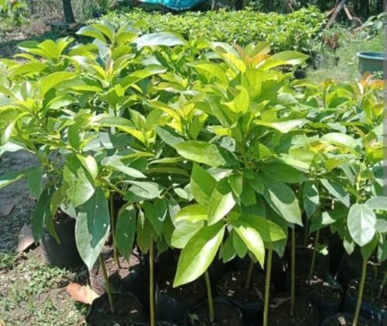 Ratusan Juta DD Bandung Baru Diduga Ajang Korup