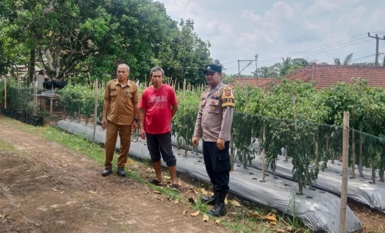 Dukung Program Asta Cita, Polsek Sukadana Polres Ciamis Datangi Petani Cabai di Bunter