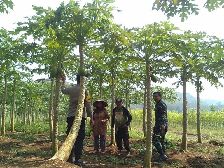 Soliditas TNI-Polri HanPangan, Polsek dan Koramil Cijeungjing Cooling System ke Poktan Balaniksa