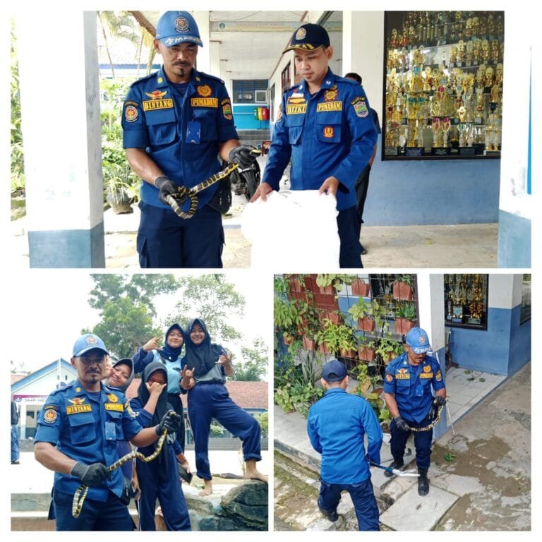 Petugas Damkar Pos WMK Banjarsari Evakuasi Ular Cincin Emas Di Lingkungan SMP Negeri 2 Pamarican