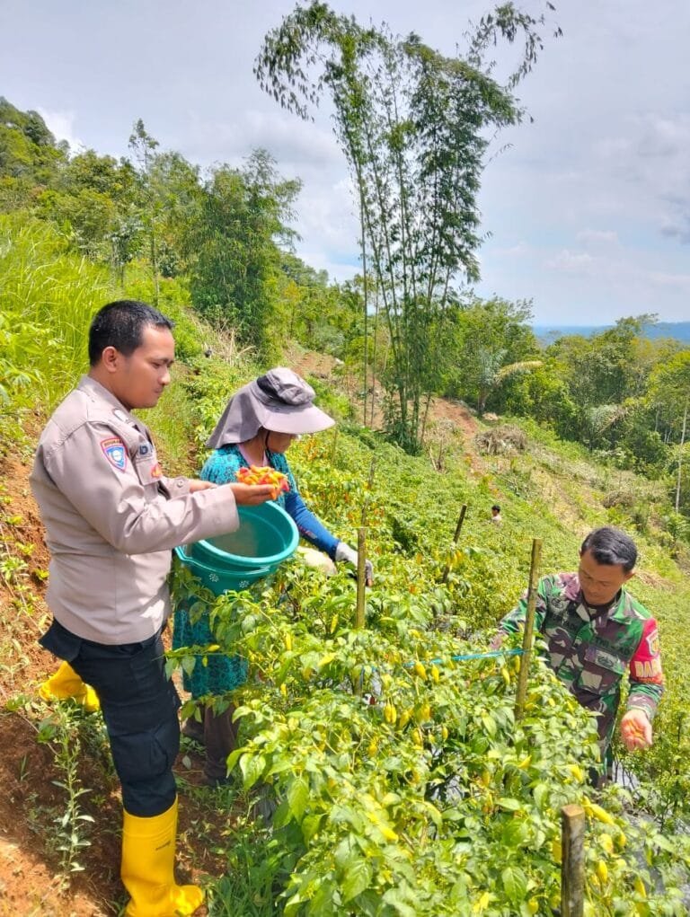 Soliditas TNI-Polri, Polsek dan Koramil Panjalu Cooling System ke Poktan Cabai Sukamantri