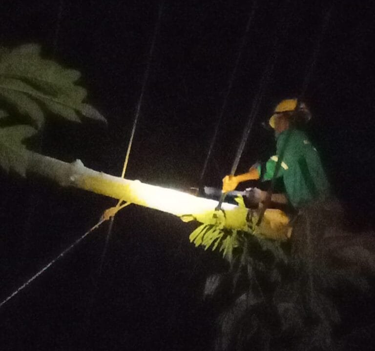 PLN Berhasil Percepatan Pulihkan Layanan Ketenagalistrikan Akibat Pohon Tumbang di Padaherang, Pangandaran