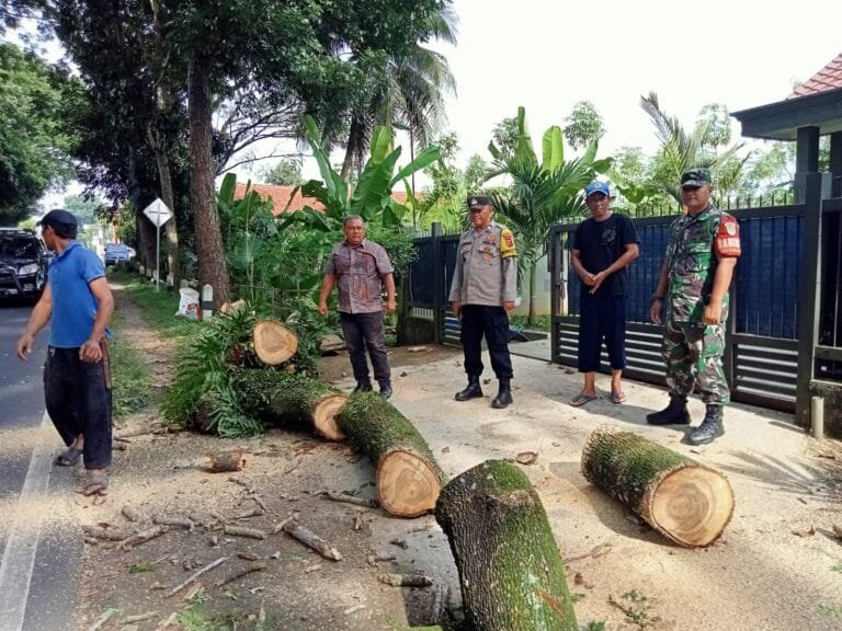 Penebangan Pohon Trambesi untuk Keselamatan Pengguna Jalan