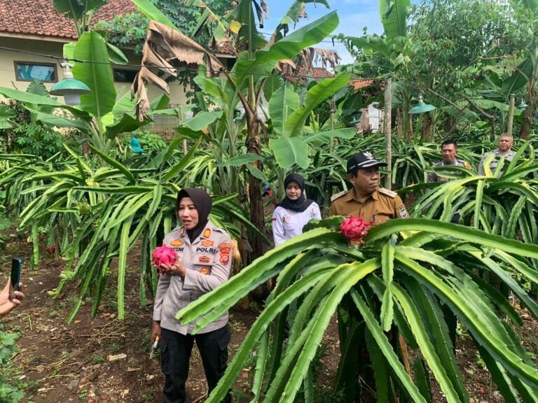 Kapolsek Kawali Kunjungi Kelompok Tani Buah Naga “Muda Mandiri” untuk Mendukung Program Ketahanan Pangan