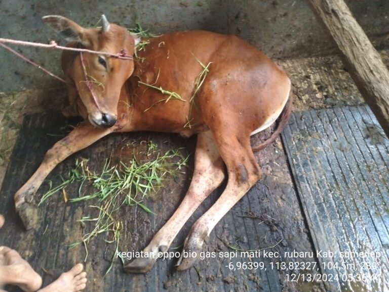 Diduga Keterangan Korluh BPP Rubaru Mengenai Surat Kematian Oppo Bantuan Membingungkan Saat Dikonfirmasi