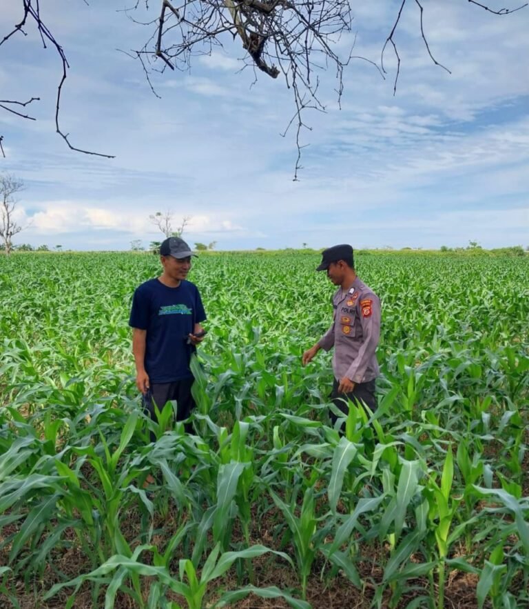 Bhabinkamtibmas Polsek Cikelet Monitoring Ketahanan Pangan Jagung