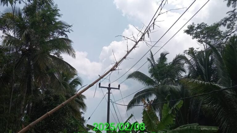 Akibat Tertimpa Bambu Kering, Keandalan Pasokan Listrik ke Pelanggan Terganggu