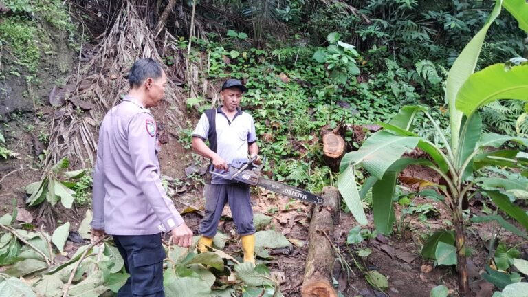 Polsek Pamarican Sigap Mendatangi TKP Rumah Tertimpa Pohon Jati di Dusun Sindangjaya, Desa Neglasari