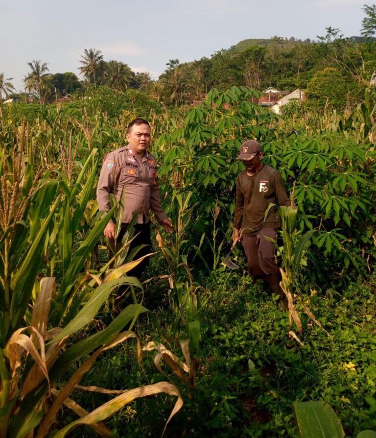 POLRES GARUT MONITORING GIAT KETAHANAN PANGAN DI DESA GIRI JAYA, KECAMATAN CIKAJANG