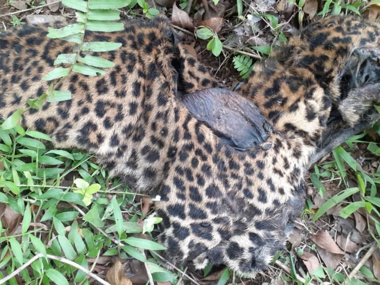 Ditemukan Bangkai Macan Tutul Jawa di Cisompet, Polisi Imbau Warga Tidak Pasang Jerat Satwa Liar