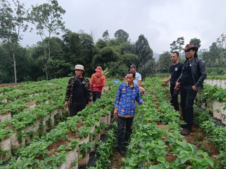 Hasil Yang Mengagumkan Aplikasi Bio Jawara: Tanaman Usia 3 Minggu Setara 6 Minggu, Petani dan UPT Pertanian Beri Apresiasi