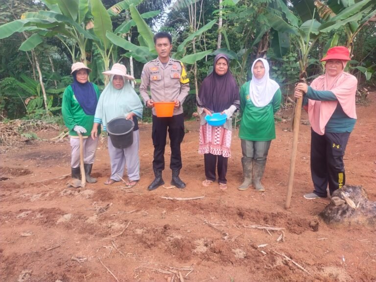 Polri Dukung Ketahanan Pangan, Bhabinkamtibmas Polsek Cisaga Dampingi KWT Tanam Jagung di Dusun Tenjolaya