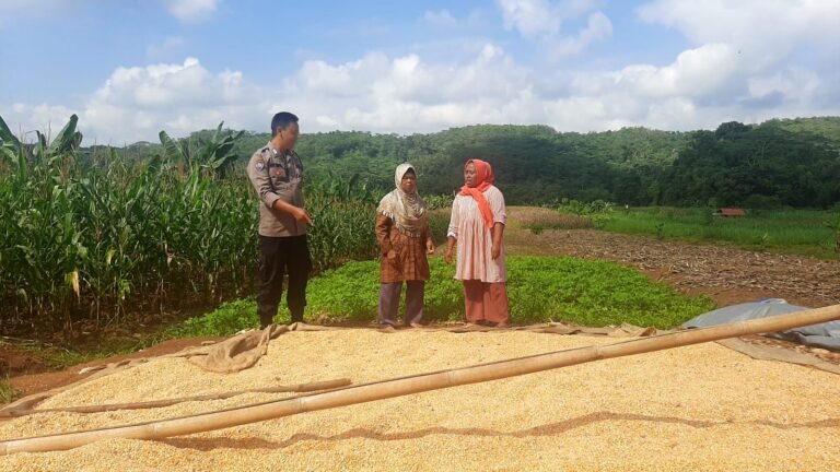 Ketahanan Pangan, Polsek Cijeungjing Polres Ciamis Ikut Pantau Pertanian Jagung di Bojongmengger