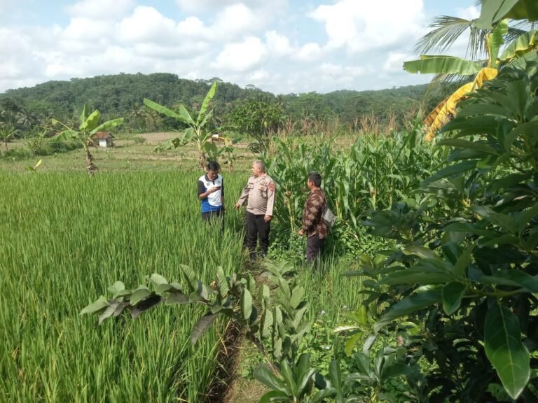 Polsek Kawali Dukung Ketahanan Pangan, Bhabinkamtibmas Monitoring Langsung Lahan Jagung Kelompok Tani Jaya Karya di Karangpawitan