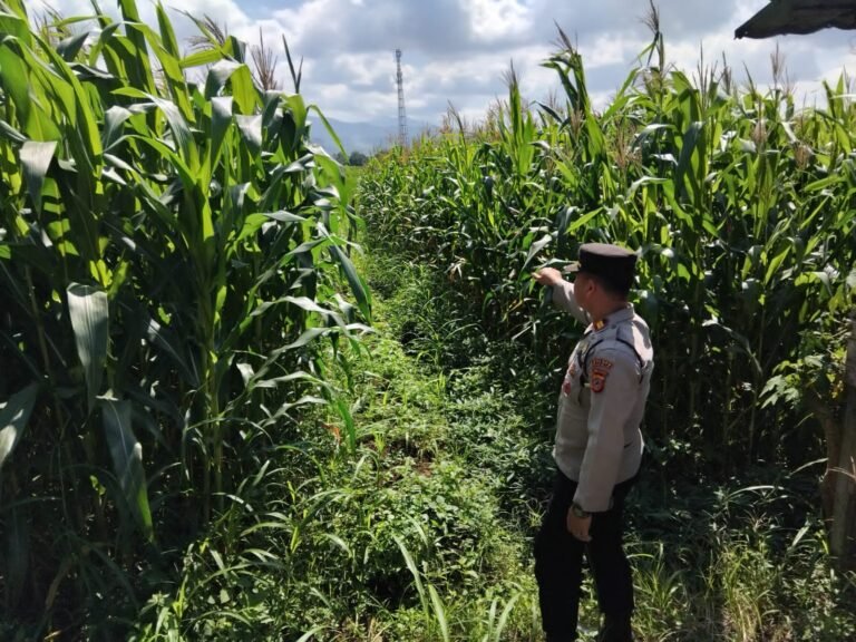 Polsek Cikoneng Aktif Kawal Ketahanan Pangan, Cek Langsung Perkembangan Tanaman Jagung di Desa Cikoneng