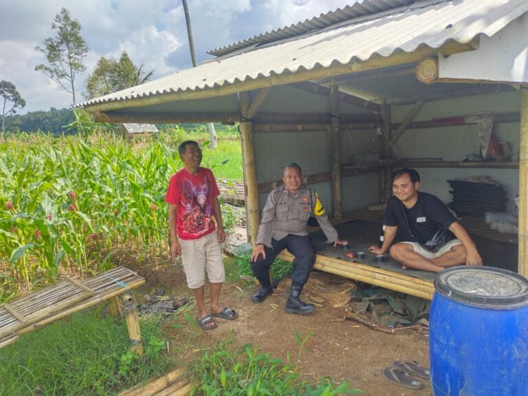 Dukung Ketahanan Pangan, Polsek Sukadana Lakukan Pengontrolan Tanaman Jagung di Desa Bunter