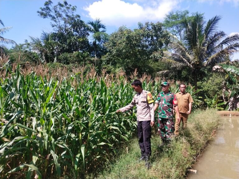 Polsek Cisaga Kawal Program Ketahanan Pangan Lewat Pemantauan Tanaman Jagung Warga Tanjungjaya