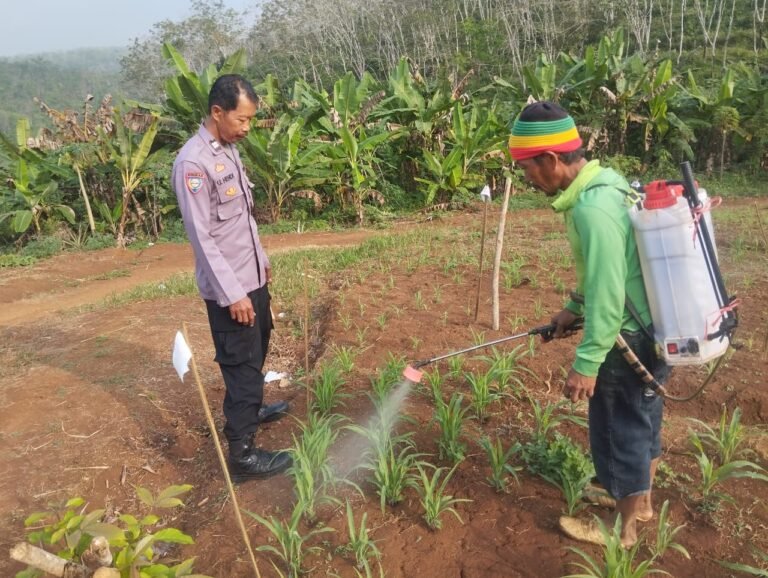 Polsek Pamarican Dukung Pertanian Organik, Pantau Pemupukan Jagung dengan Bio Cair