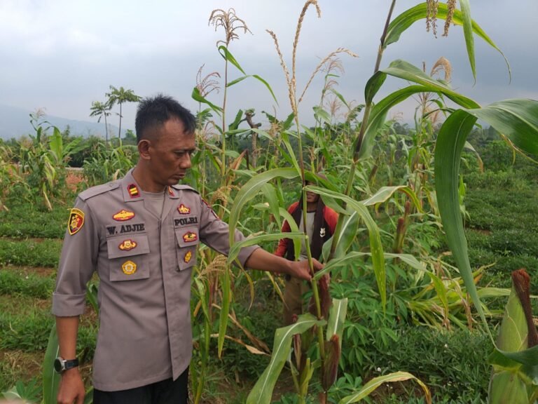 Kapolsek Pasirwangi Tinjau Langsung Lahan Jagung, Wujud Nyata Dukungan terhadap Ketahanan Pangan