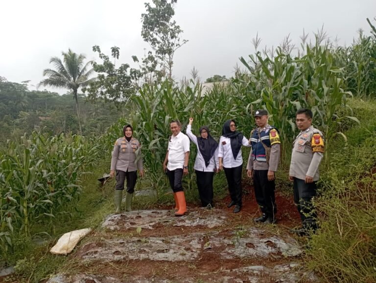 Polsek Kawali Kawal Ketahanan Pangan, Dukung Program Penanaman Jagung di Jatinagara
