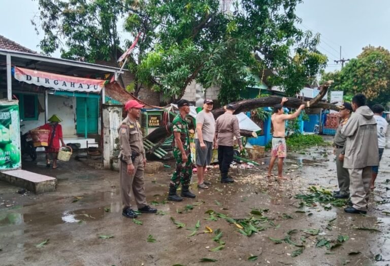 Respons Cepat Polisi dan Petugas Gabungan Evakuasi Pohon Tumbang di Jalan Raya Sliyeg Indramayu.