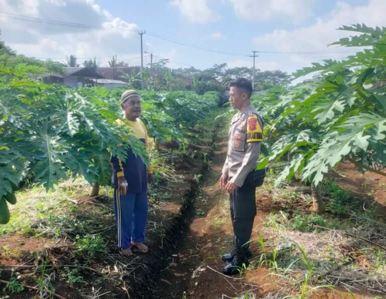 Ketahanan Pangan, Polsek Cikoneng Koorkom Bareng Petani Pepaya California di Gegempalan