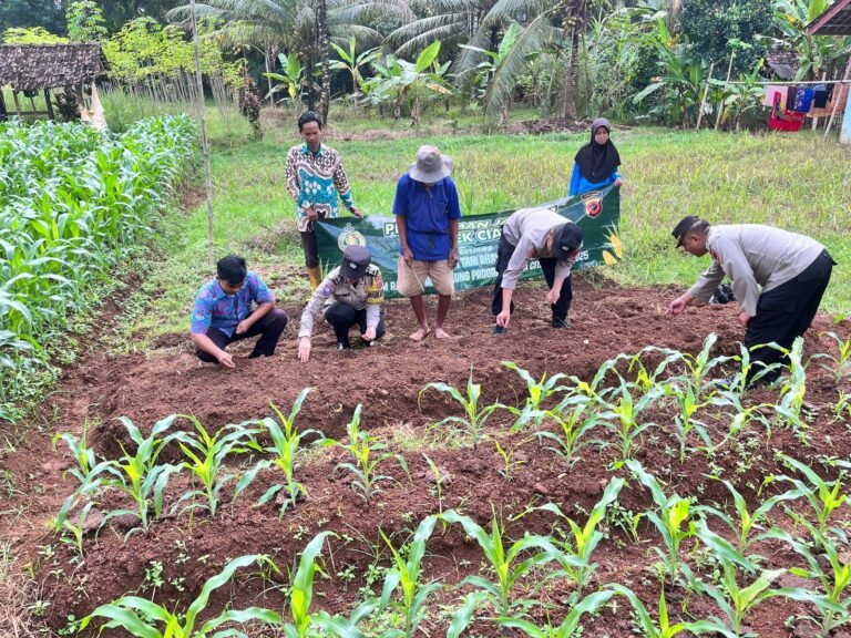 Polsek Ciamis Turun ke Ladang: Wujud Nyata Dukungan Polri terhadap Ketahanan Pangan