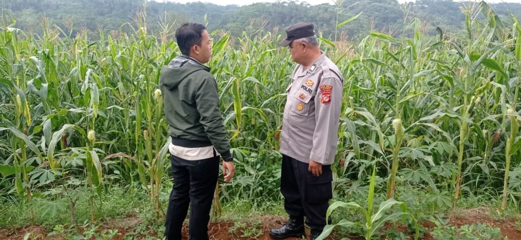 Ketahanan Pangan, Polsek Kawali Polres Ciamis Cek Area Tanam Jagung di LBS Linggapura