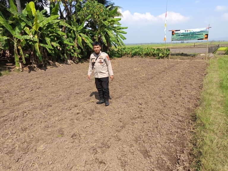 Polsek Lakbok Dukung Ketahanan Pangan Nasional, Monitor Langsung Lahan Jagung Program ASTA CITA Presiden