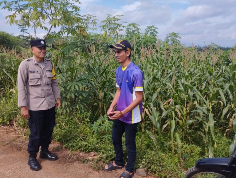 Polri Dukung Ketahanan Pangan, Bhabinkamtibmas Sukadana Pantau Langsung Perkembangan Tanaman Jagung di Margajaya