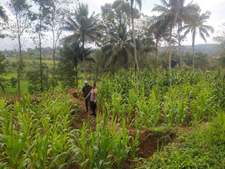 Polsek Cikoneng Dukung Ketahanan Pangan Lewat Monitoring Tanaman Jagung di Sindangkasih, Warga Apresiasi Kepedulian Polri