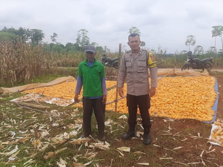 Polsek Sukadana Dukung Program Ketahanan Pangan Lewat Monitoring Pasca Panen Jagung di Desa Margajaya