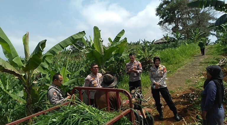 Polres Ciamis Dukung Program Ketahanan Pangan Nasional Lewat Monitoring Lahan Jagung di Kawali