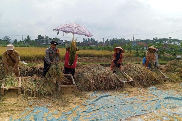 Polsek Cikoneng Bersama Dinas Pertanian Pantau Panen Padi, Dukung Ketahanan Pangan Desa