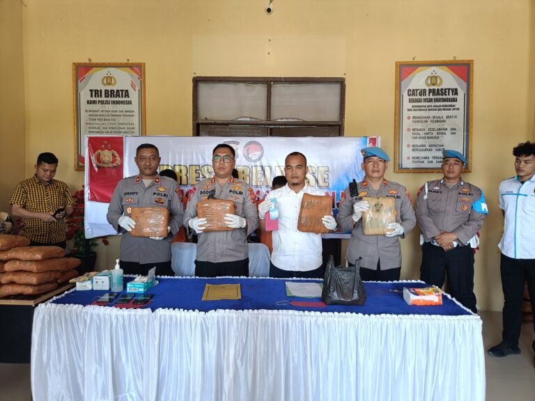 Polres Padang Lawas Pres Release Ungkap Kasus Narkotika Gol 1 jenis Tanaman Ganja sebanyak 44 Kg.