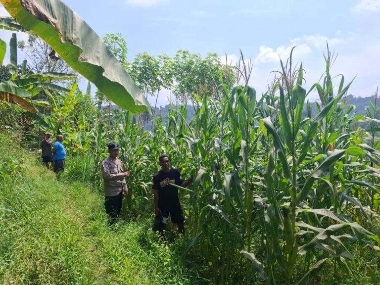 Polsek Cimaragas Dukung Ketahanan Pangan Lewat Monitoring Tanaman Jagung Warga