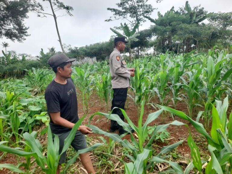 Polsek Rajadesa Monitoring Tanaman Jagung, Kapolres Ciamis Dorong Dukungan Polri terhadap Ketahanan Pangan