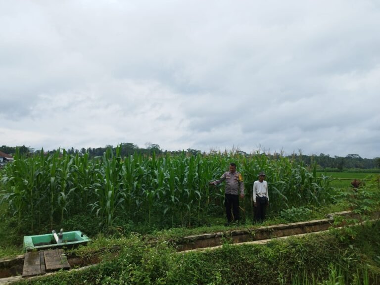 Kepolisian Dukung Ketahanan Pangan, Polsek Cijeungjing Monitoring Program Pertanian Jagung di Desa Pamalayan