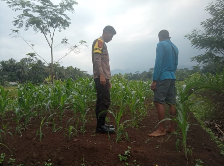 Polres Ciamis Dukung Ketahanan Pangan, Bhabinkamtibmas Desa Cimari Lakukan Monitoring Tanaman Jagung di Lahan Non LBS