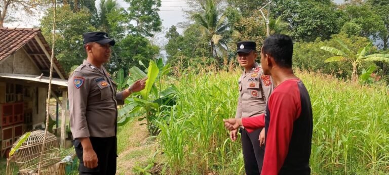 Polri Dukung Ketahanan Pangan, Polsek Banjarsari Monitor Penanaman Jagung di Desa Ciherang