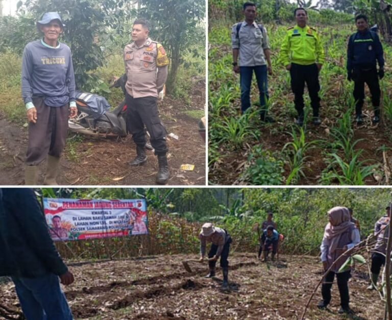Polsek Samarang Lakukan Patroli dan Monitoring Lahan Penanaman Jagung di Poktan Sinar Saluyu Desa Cisarua.