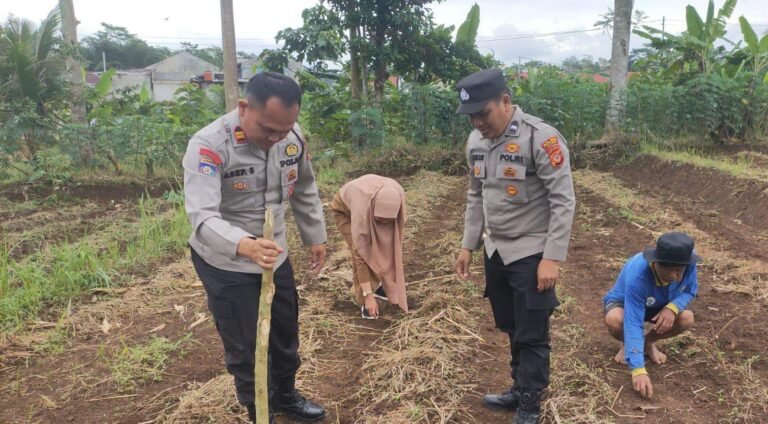 Polsek Cikoneng Kawal Penanaman Jagung, Dukung Program Ketahanan Pangan Nasional