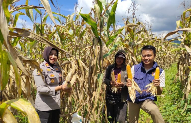 Polres Ciamis Dukung Ketahanan Pangan Nasional, Polisi Monitoring Panen Jagung Hibrida Bersama Petani di Kawali