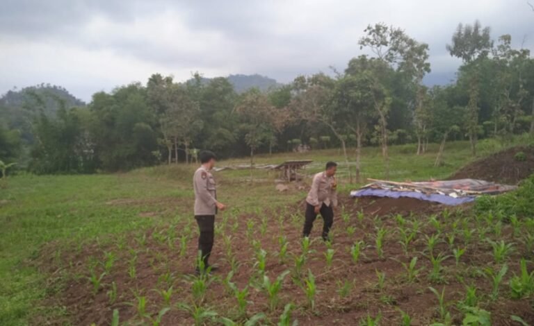 Polsek Leles Rawat Lahan Jagung 1 Hektar, Wujud Nyata Dukungan Ketahanan Pangan