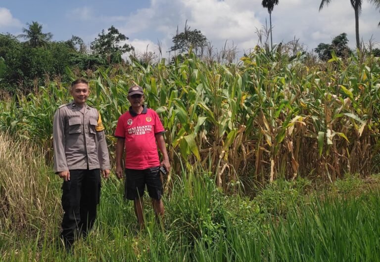 Ketahanan Pangan, Polsek Cijeungjing Polres Ciamis Ikut Pantau Pertanian Jagung Poktan Balebat