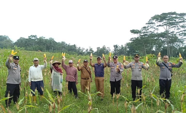 Ketahanan Pangan, Polsek Kawali Polres Ciamis Panen Jagung Bersama Poktan Sindangjaya